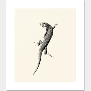 Lizard Posters and Art